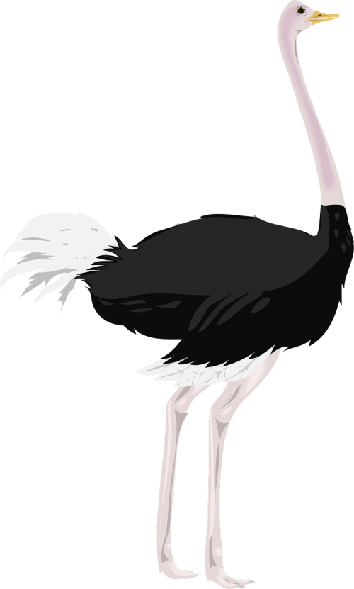 ostrich bird legs