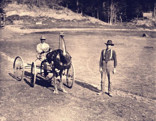 ostrich racing harness race