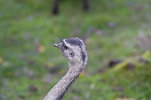 ostrich rhea bird flightless bird