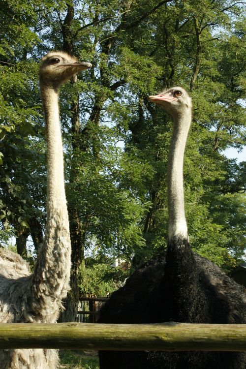 ostrich bird animals