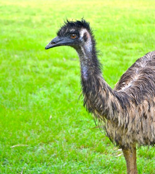 ostrich emu fauna