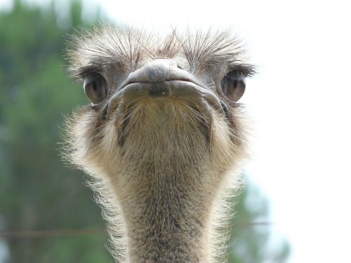 ostrich animal world look