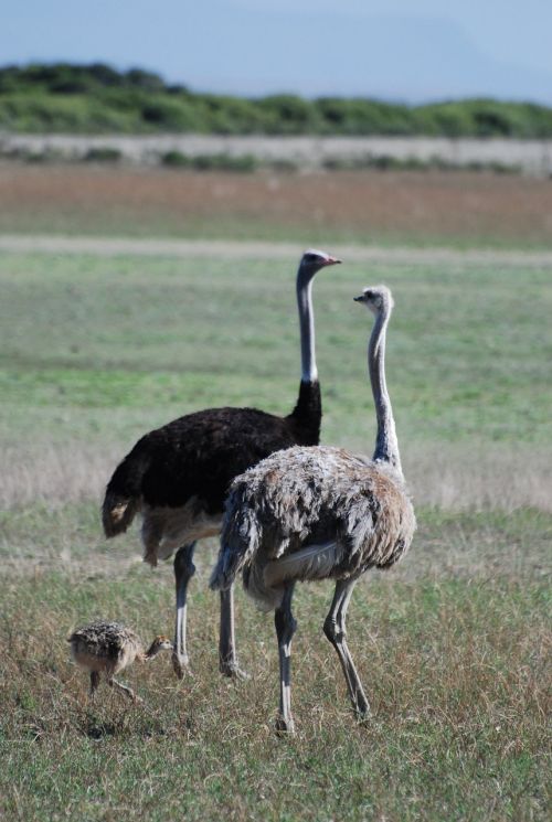 ostrich bird animal