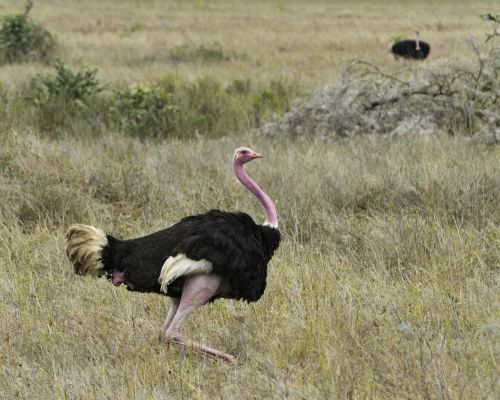 ostrich bird wildlife