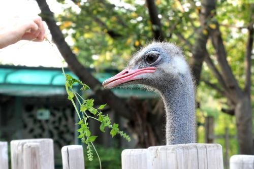 ostrich beak bird