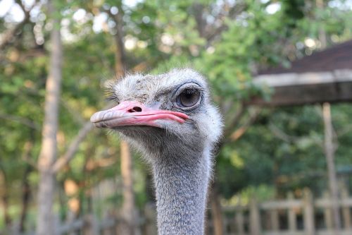 ostrich beak bird