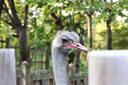 ostrich beak bird