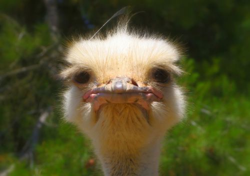 ostrich animal nature