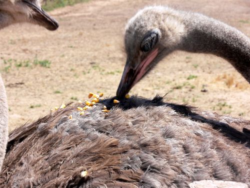 Ostrich Eating Corn