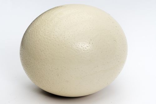 ostrich egg egg large egg