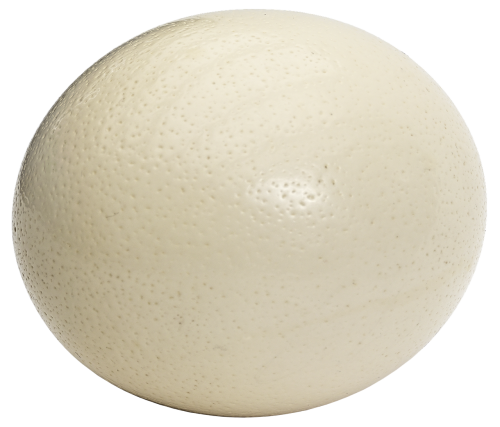 ostrich egg egg large egg
