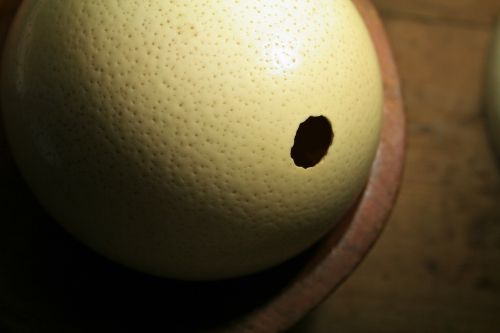 ostrich egg shell egg