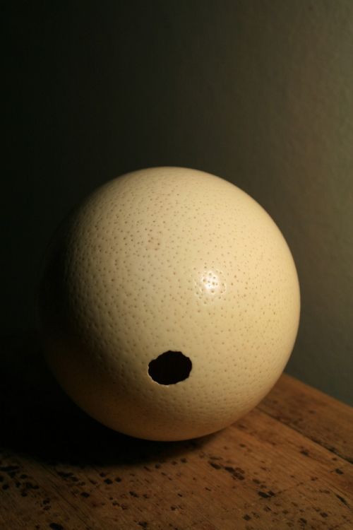 ostrich egg shell egg