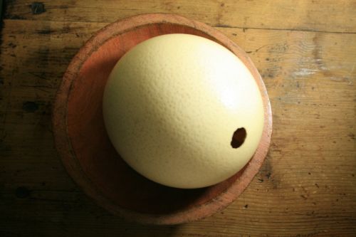 Ostrich Egg Shell