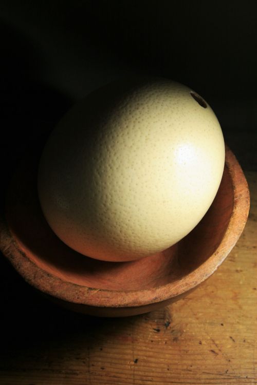 Ostrich Egg Shell