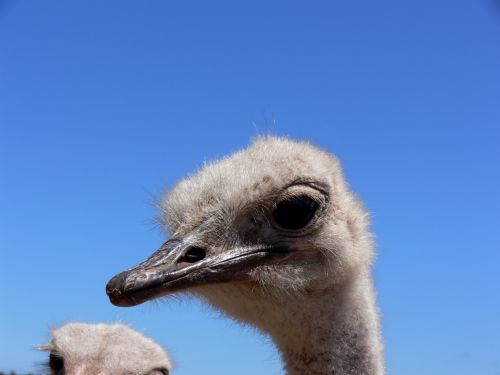 Ostrich Head Close Up
