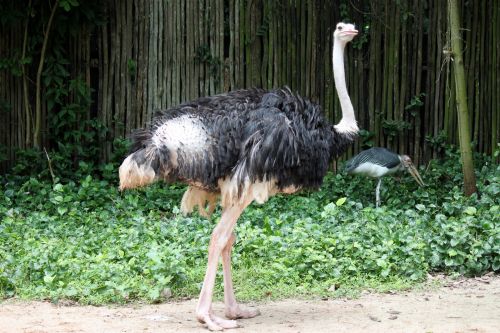 Ostrich In Jurong Bird Park