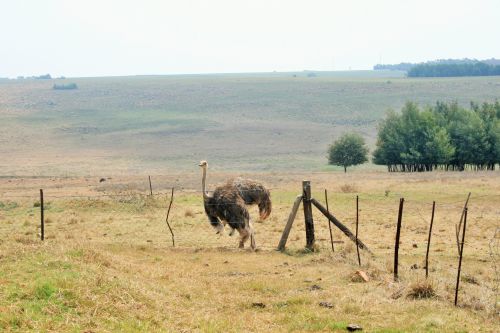 Ostrich In Veld