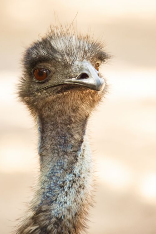 Ostrich Portrait