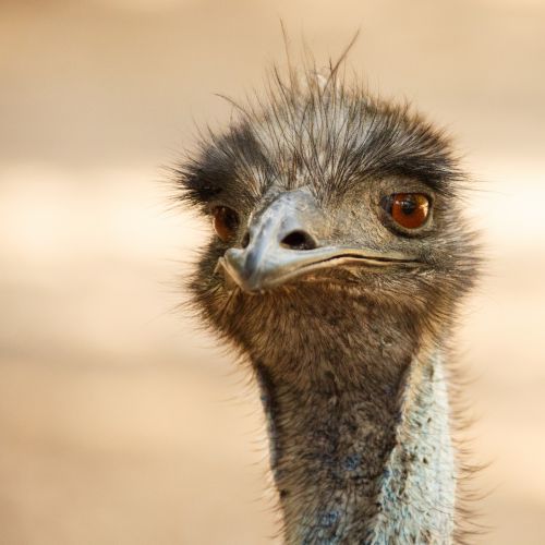 Ostrich Portrait