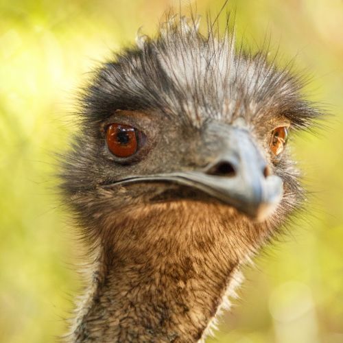 Ostrich Portrait