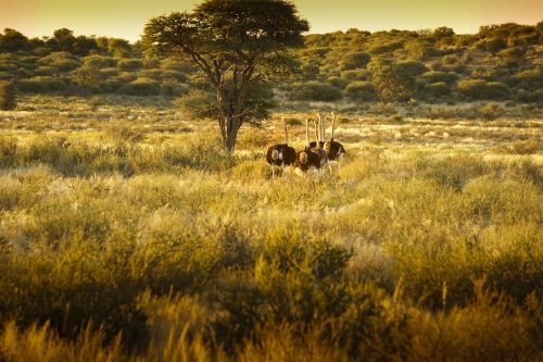 ostriches africa nature