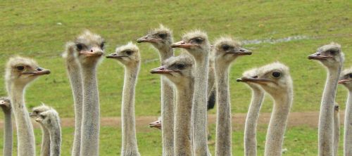 ostriches strauss bouquet