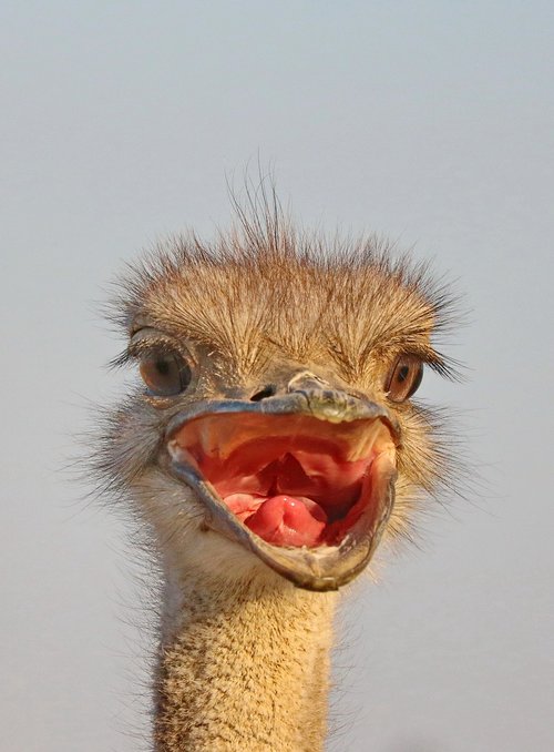 ostriches  bird  flightless bird