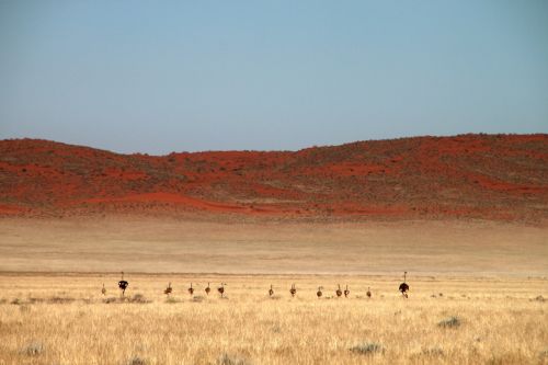 ostriches wildlife wild