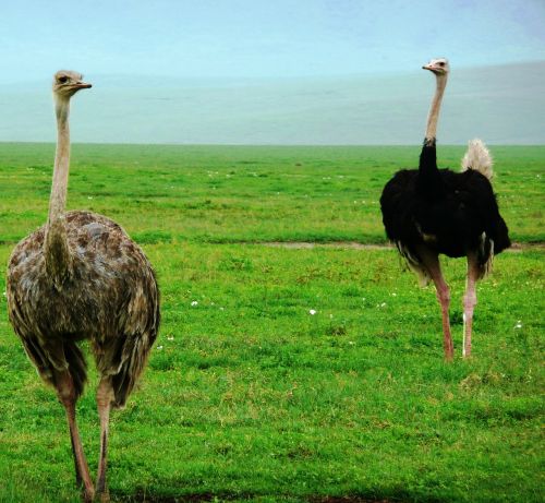 ostriches birds fauna