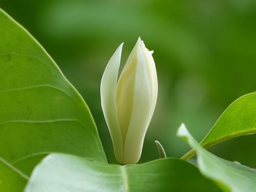 other jade flower wooden pen flower white other