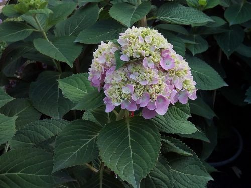 other training offerings hydrangea flowers jia nature
