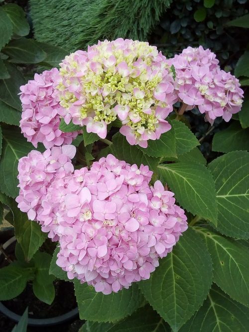 other training offerings hydrangea flowers jia nature