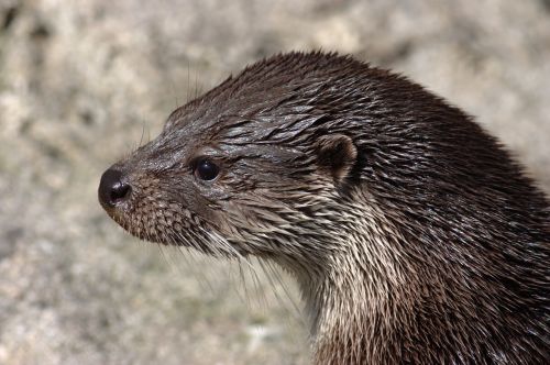 otter wet lutra lutra