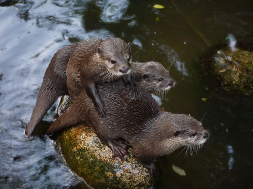 otter mammal clawed otter