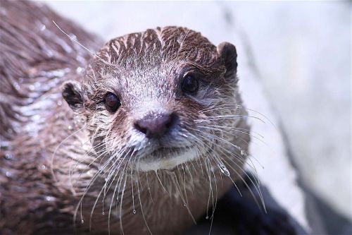 otter zoo animal