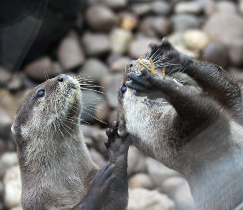 otter cute feed