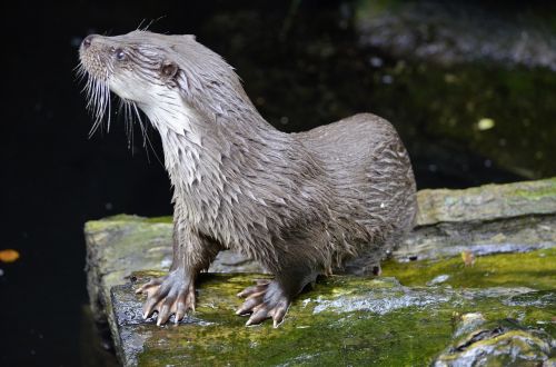 otter water animal
