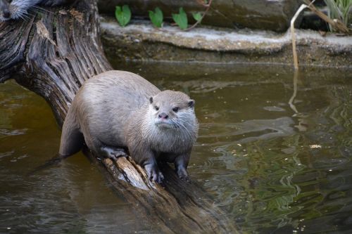 otter wildlife nature