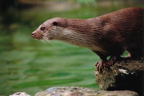 otter animals zoo