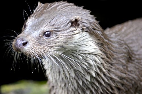 otter marten water