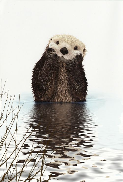 otter animal water
