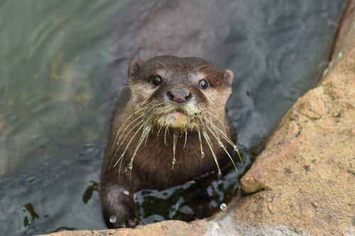 otter animal water