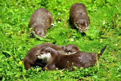 otter animal wildlife photography