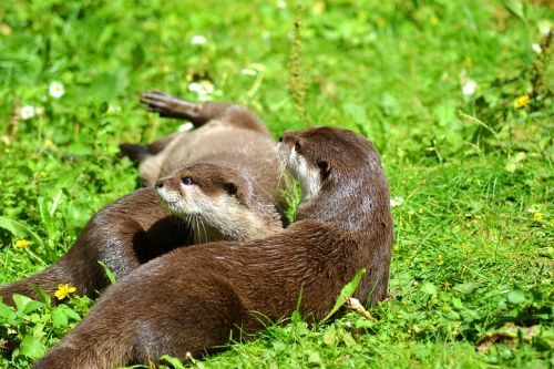otter animal wildlife photography