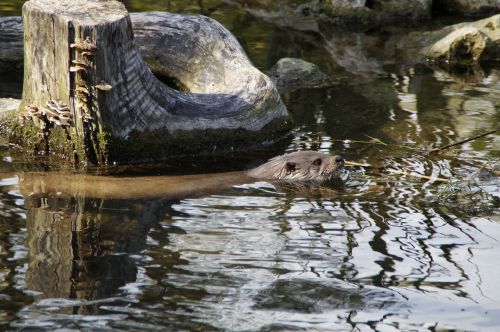 otter swim wild animal