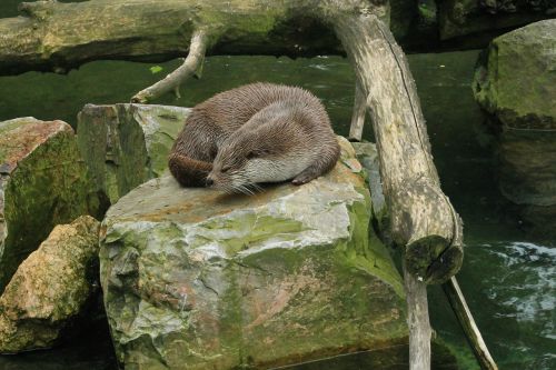 otter fur rock