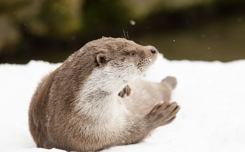 otter winter snow
