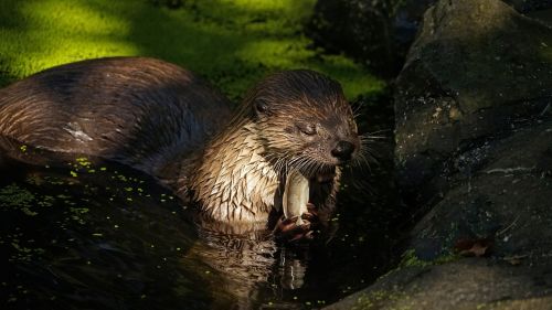 otter pond eat