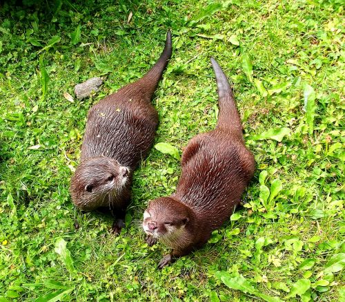 otter furry animal picture